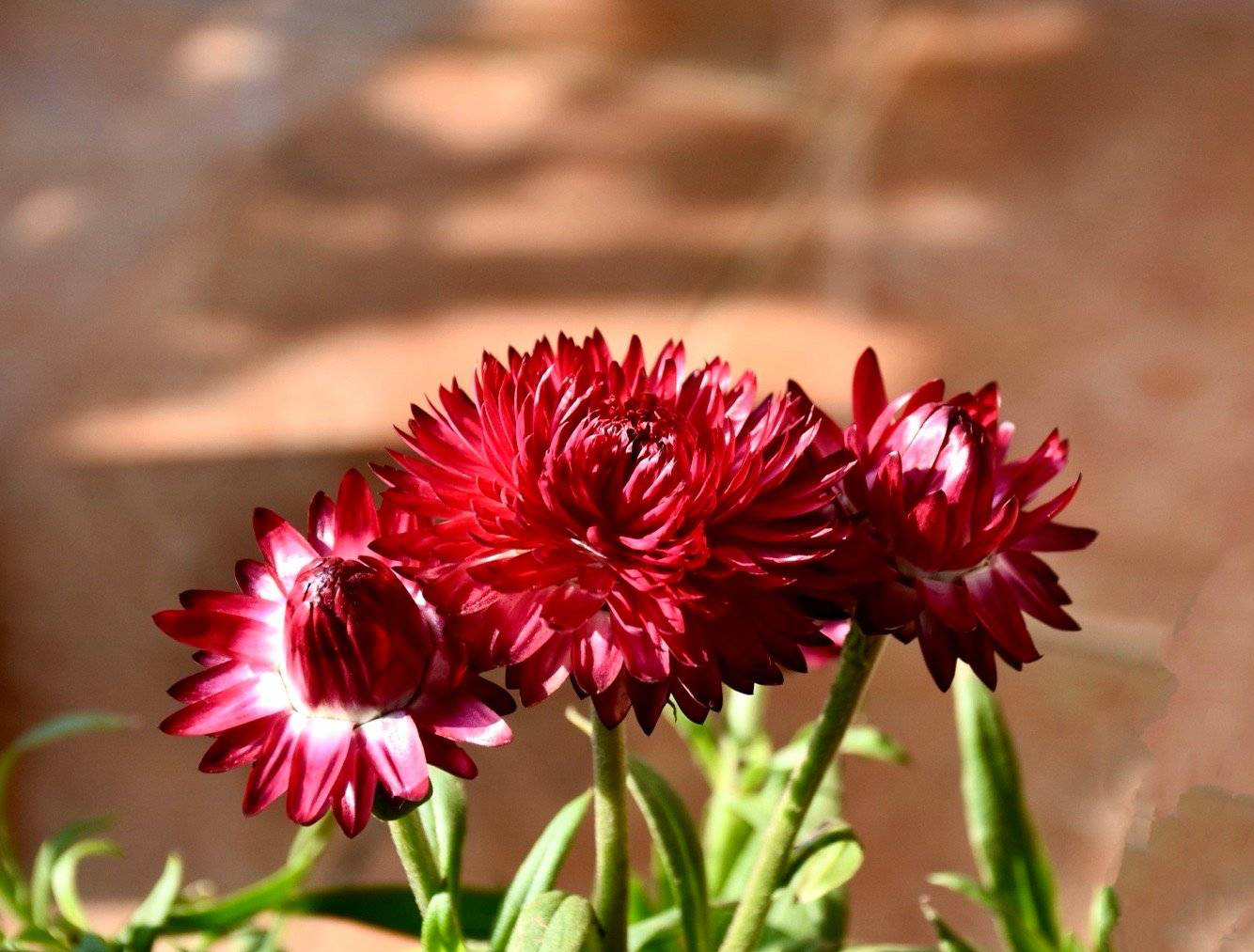 阳台养月季光照够吗,阳台喜光耐晒好养植物