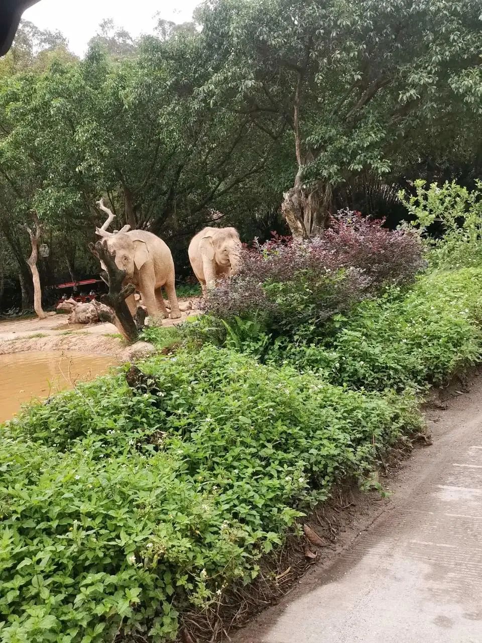 广州长隆野生动物园一日游vlog,广州长隆野生动物世界旅游攻略
