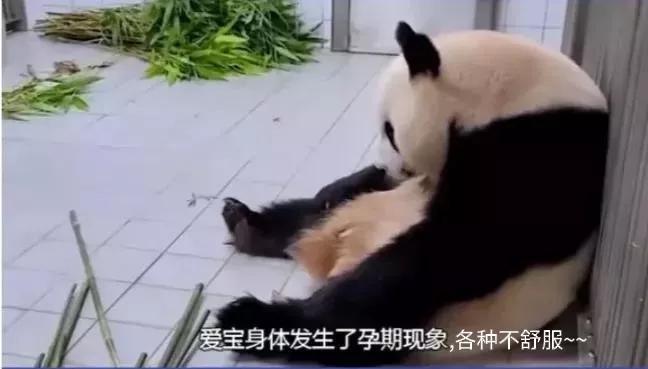 福宝是自然受孕的熊猫宝宝吗,爱宝和福宝自然受孕