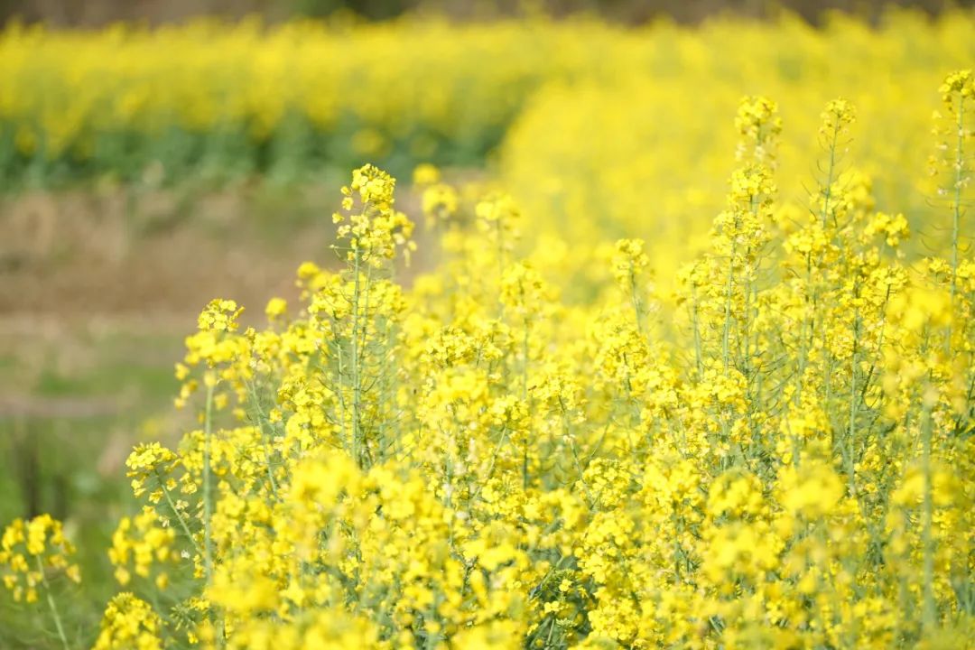 成都市区现实版桃花源记在哪里,成都公交可达的古镇