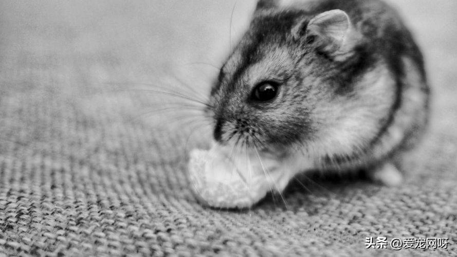 仓鼠常见疾病及治疗方法,仓鼠常见的病用什么药