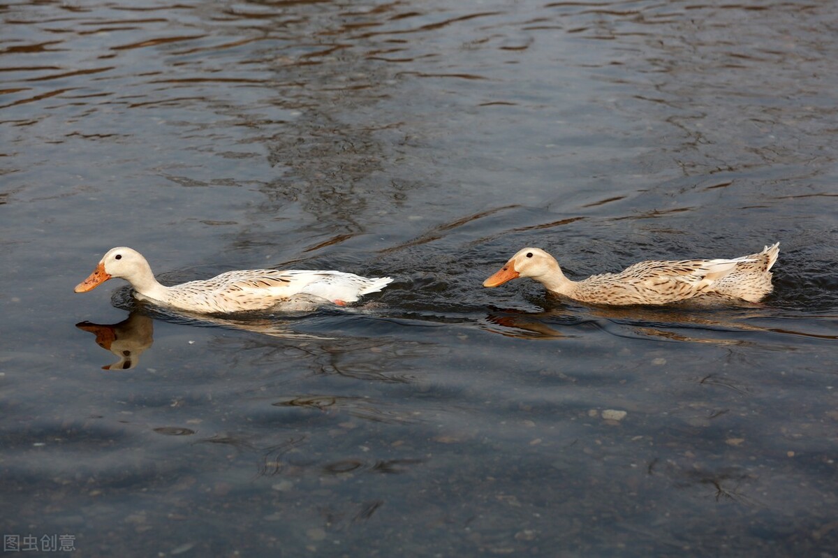 家禽病原体有哪些,家禽类病菌