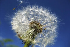 世界十大悲伤全部花语,花语代表悲伤的花有哪些