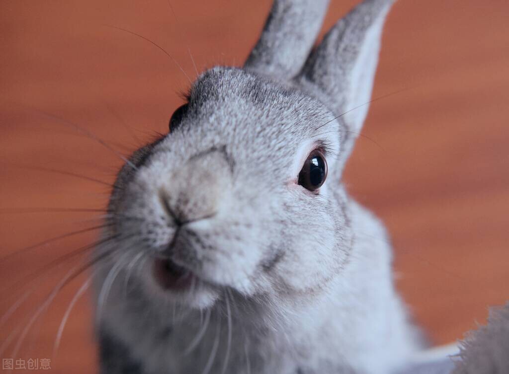 10分钟认识动物兔子视频,三分钟带你了解狗