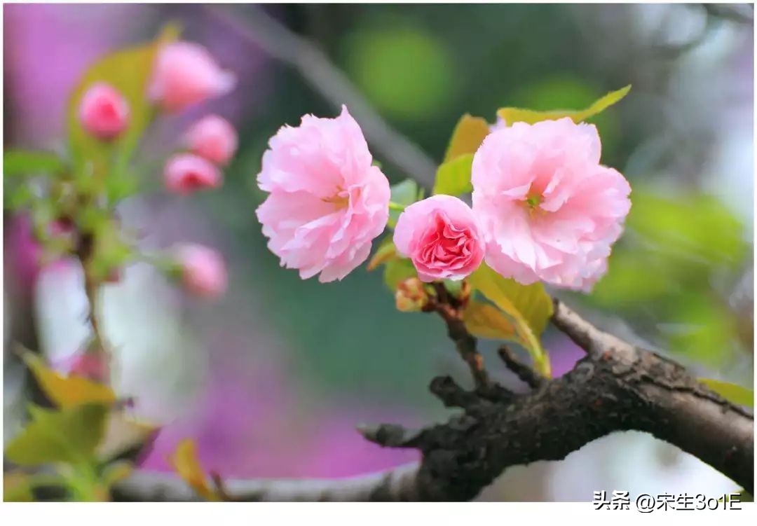 朱良春常用经方,朱良春中医良方秘方