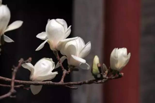 关于玉兰花最经典的诗句,玉兰花的诗句经典