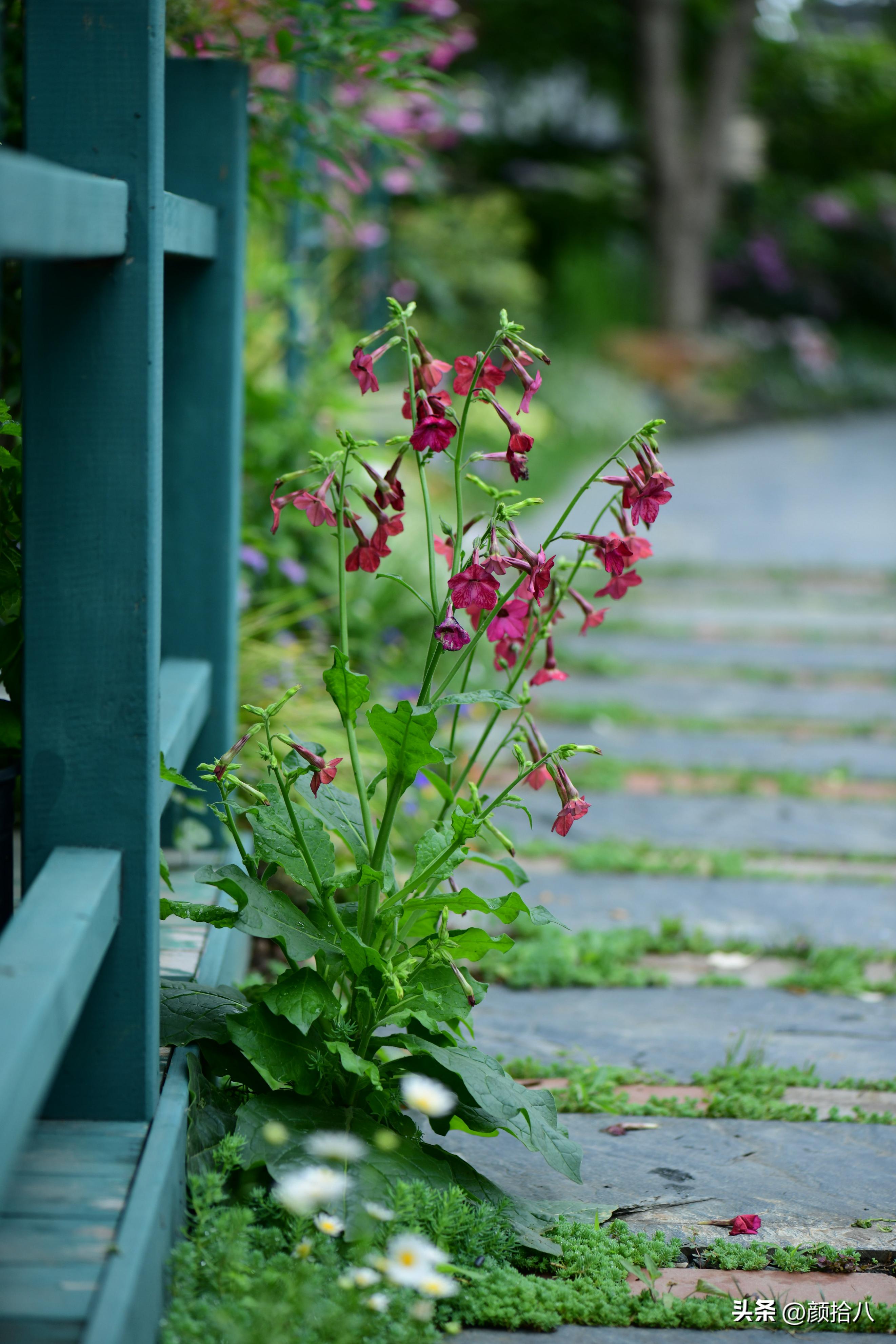 冬天开花的室外花卉盆栽,温室盆栽观花花卉植物