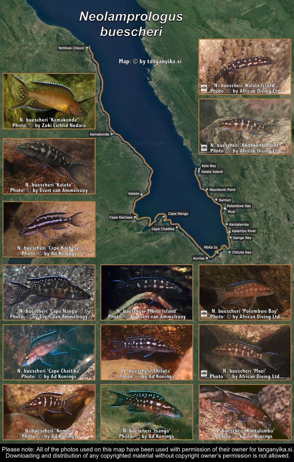 三湖慈鲷杂鲷品种图鉴大全,三湖慈鲷最好看的十种马鲷