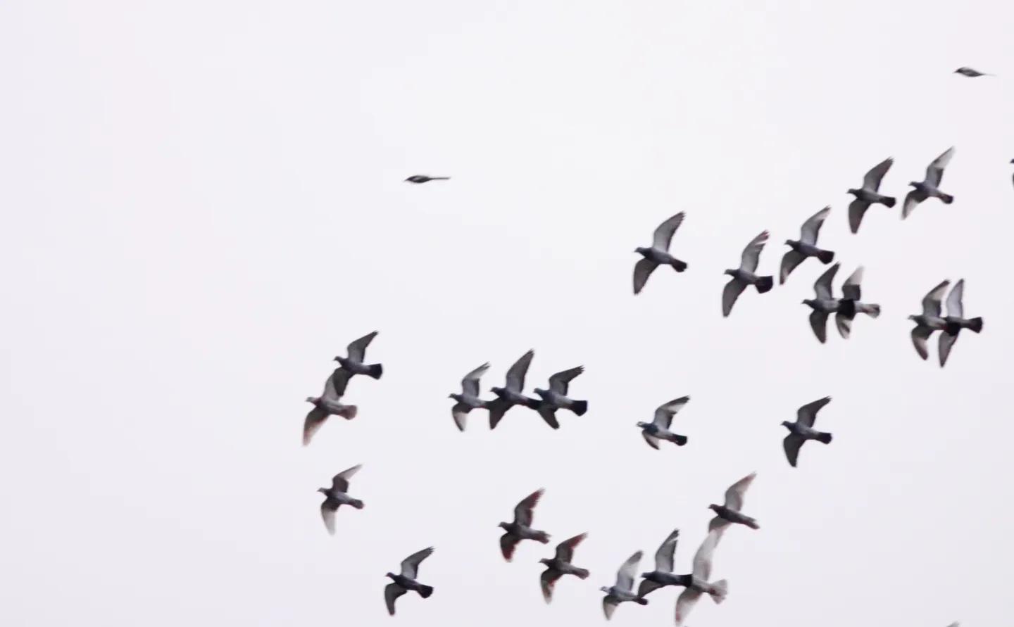 若能“三无”，就得逍遥：《逍遥游》的含义及逻辑［也人］