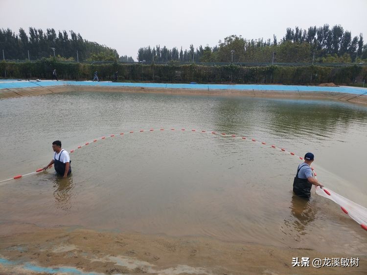 锦鲤分类及鉴赏详解红白锦鲤,锦鲤知识锦鲤分哪几大类