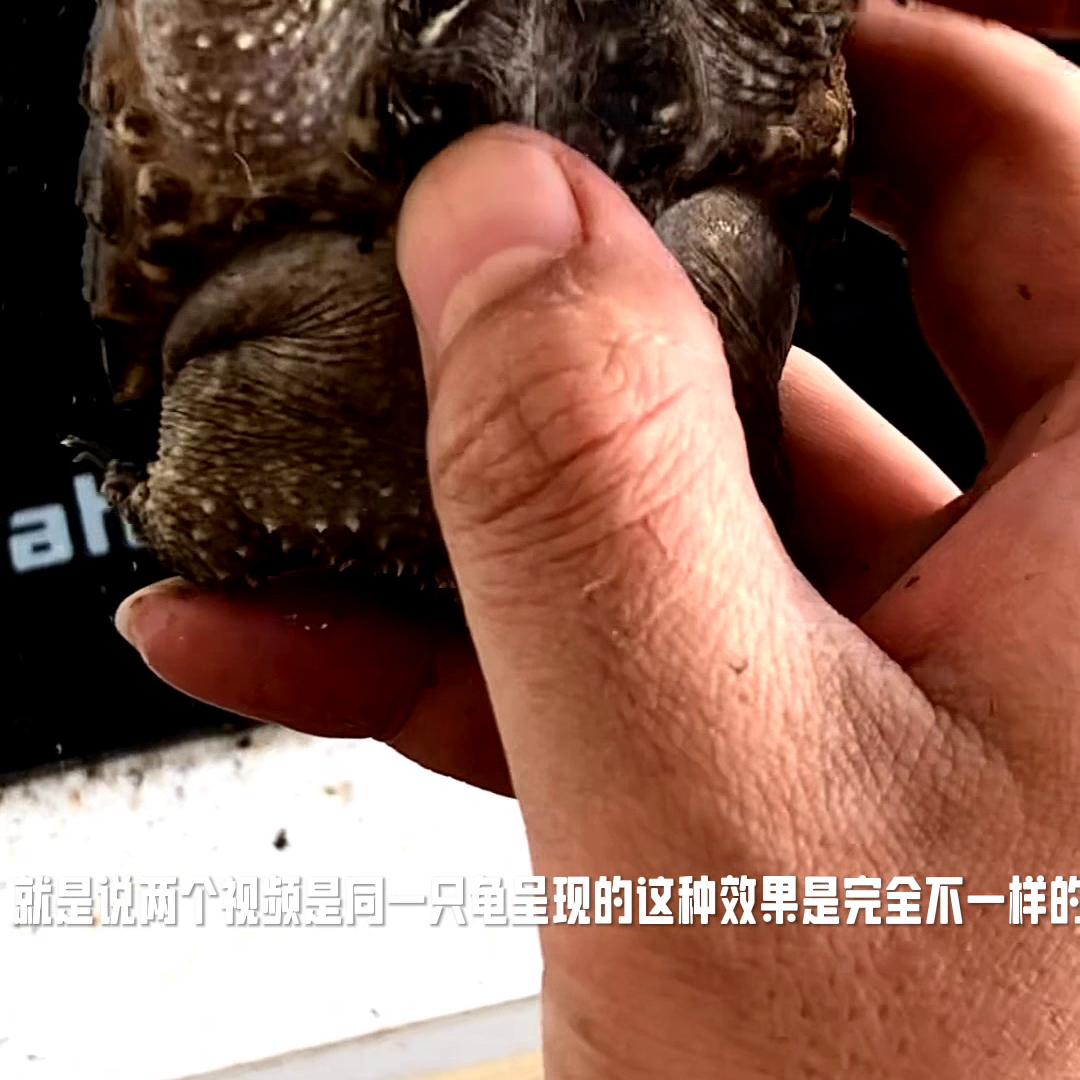 关于新手入手佛鳄龟，你学废了吗？#养龟人