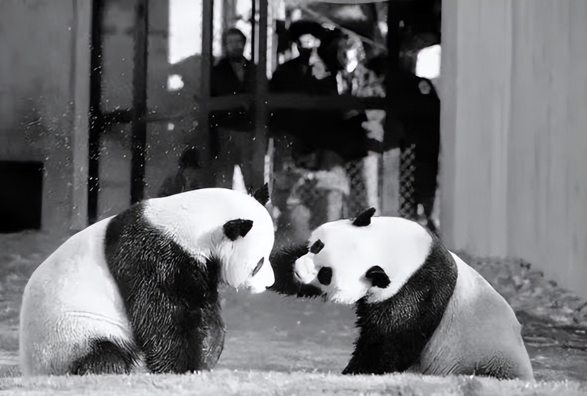 大熊猫丫丫出国前的样子,大熊猫丫丫还有几年回国