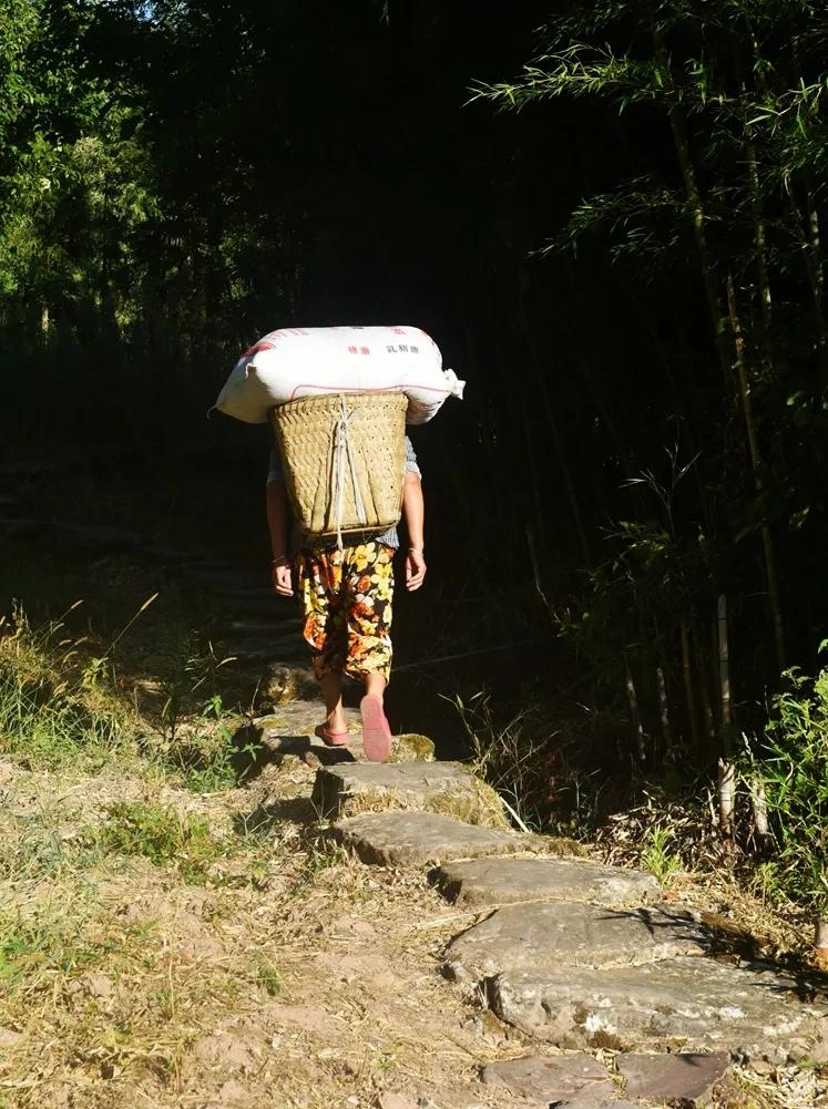 稻菽飘香各地丰收忙,稻菽飘香图片