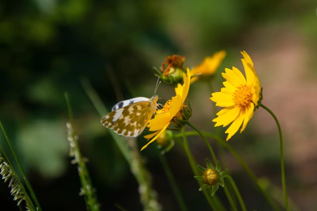 俺莱芜有美景|四季予你诗画香山