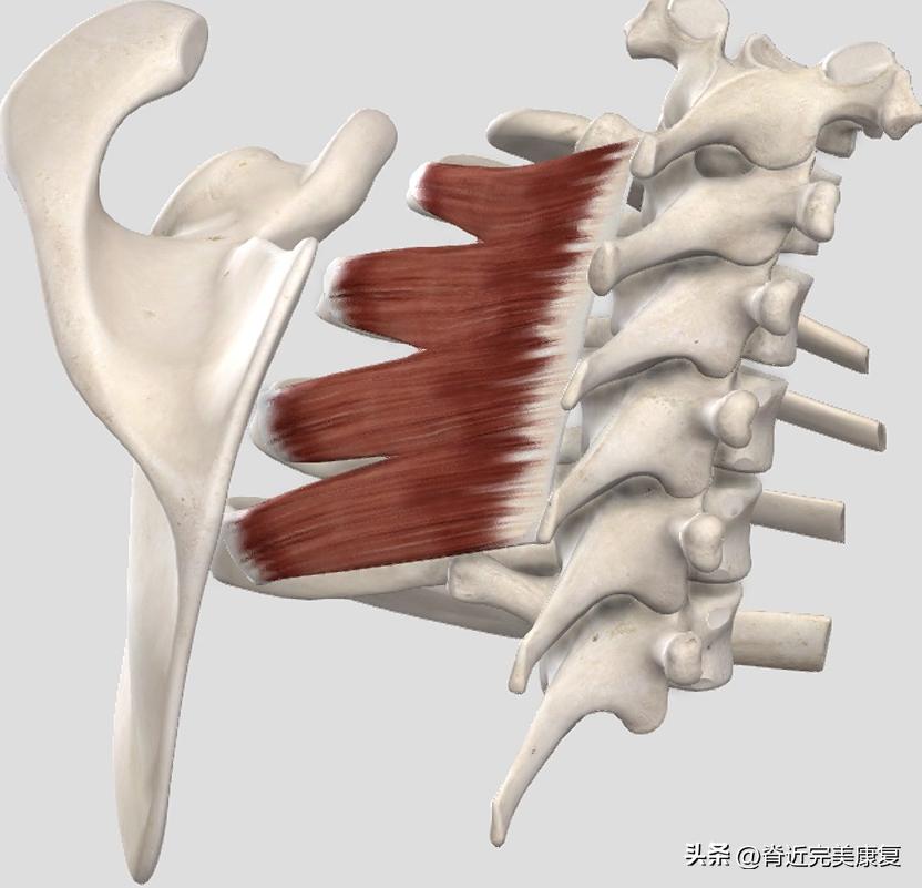久卧背疼怎么办,总是背痛中医如何调理