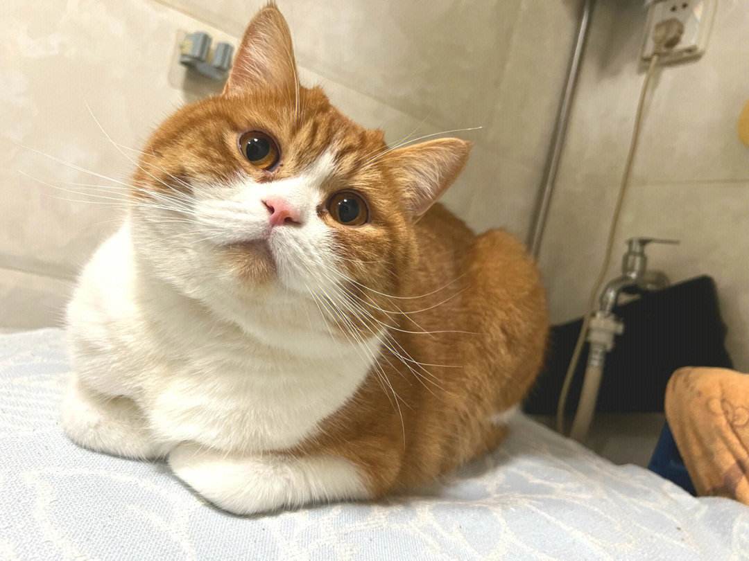 家猫怎样选才是好猫,如何挑选一只性格好长得好看的猫