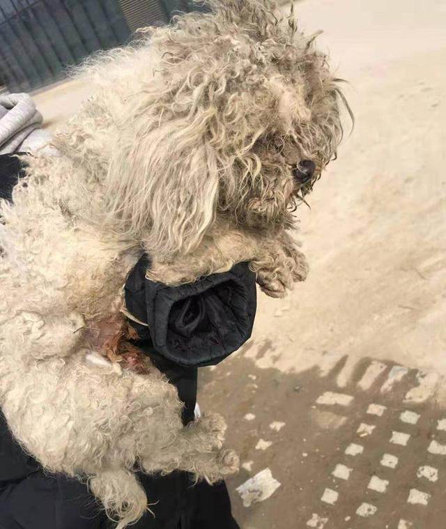 千万别让比熊犬“流浪”的原因，看下去，希望你珍惜