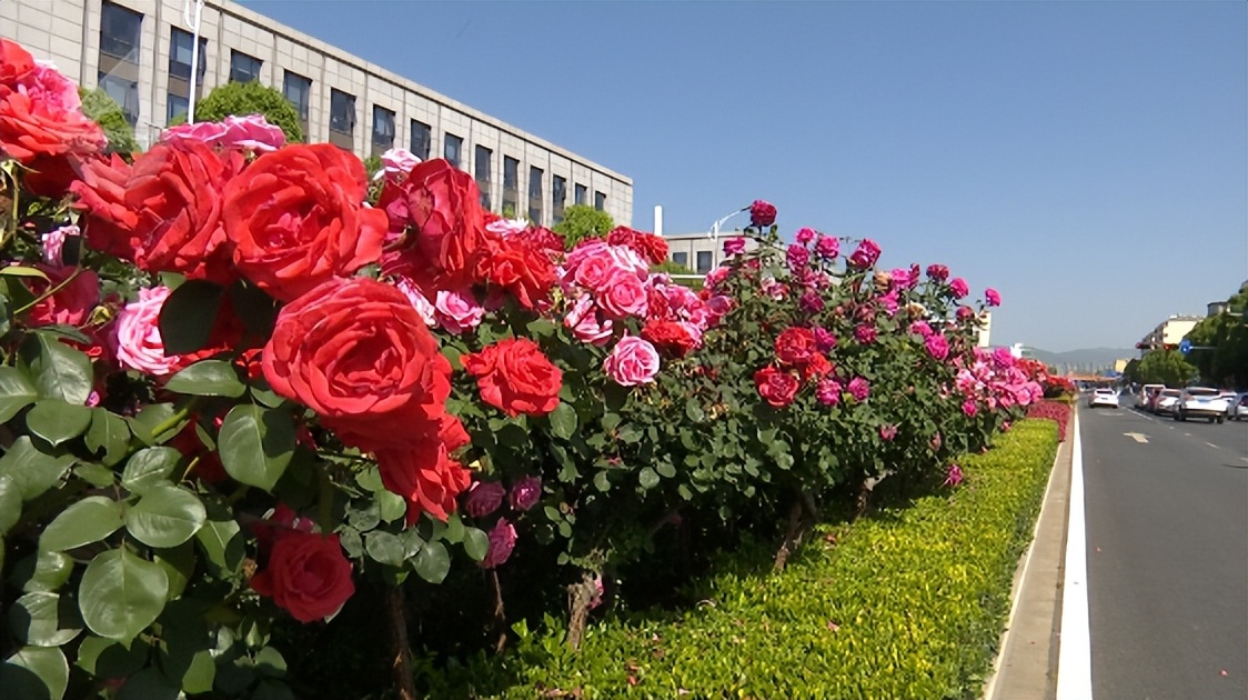 何必远游，昆明这些路上的美景就美呆