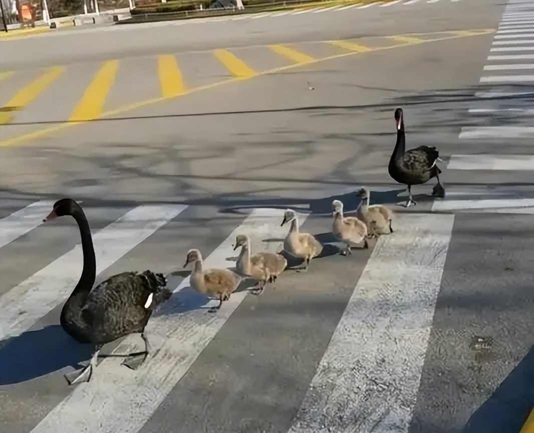 被黑天鹅打了,被黑天鹅打了一顿