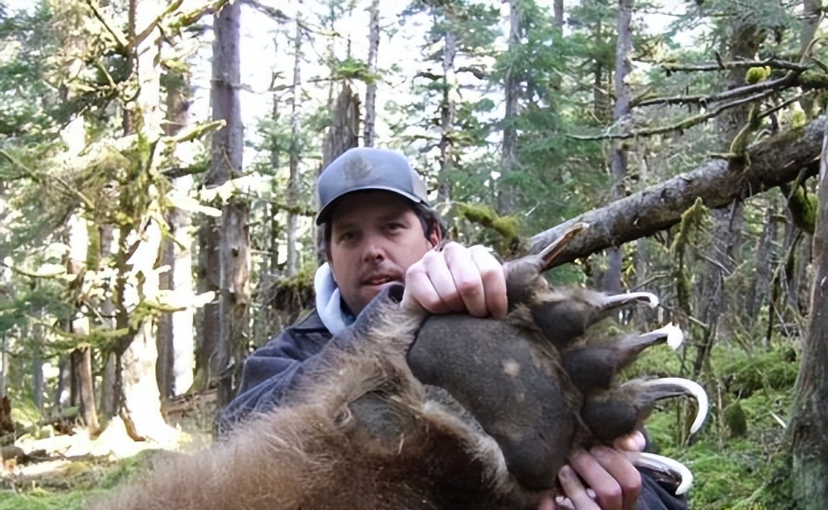 内蒙古棕熊受伤视频,棕熊为什么会被袭击