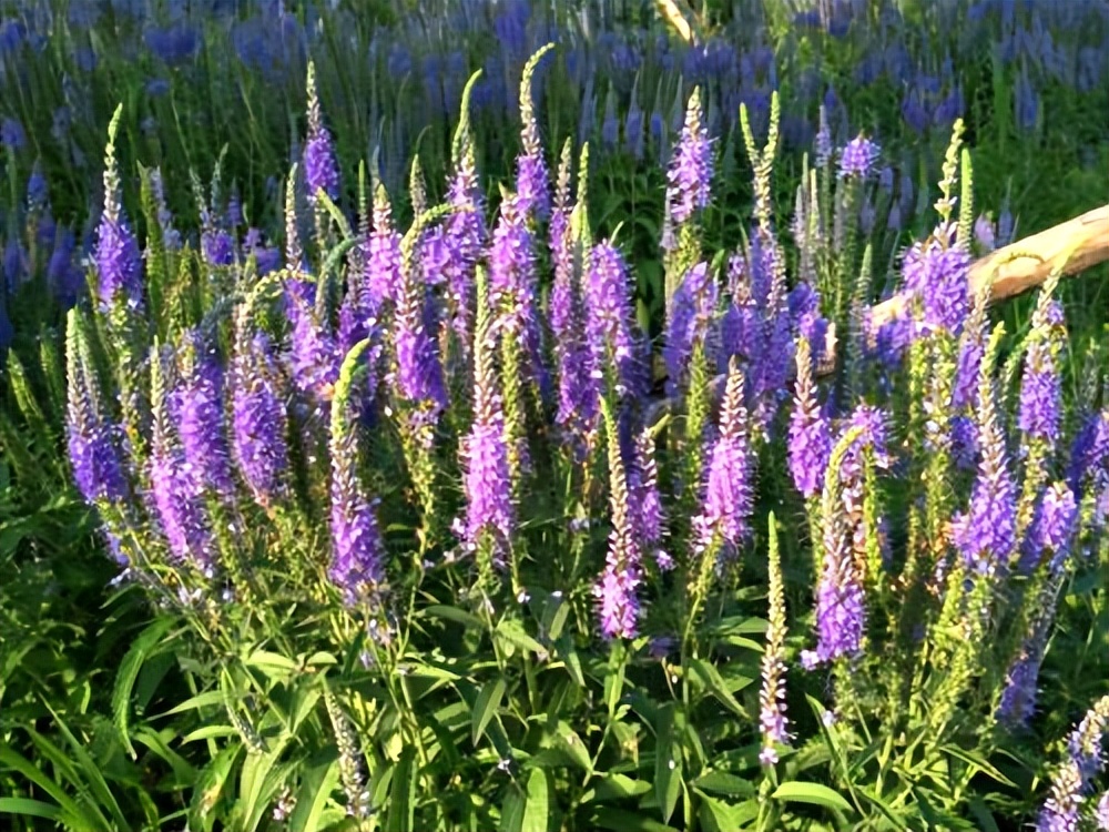 常觅春归不知处花田此地得逢君：栖云田园小镇·花间集