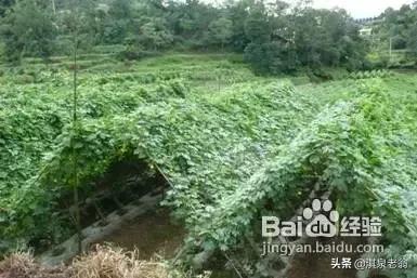 如何种植苦瓜高产又好吃,苦瓜种植有技巧教你如何种好苦瓜