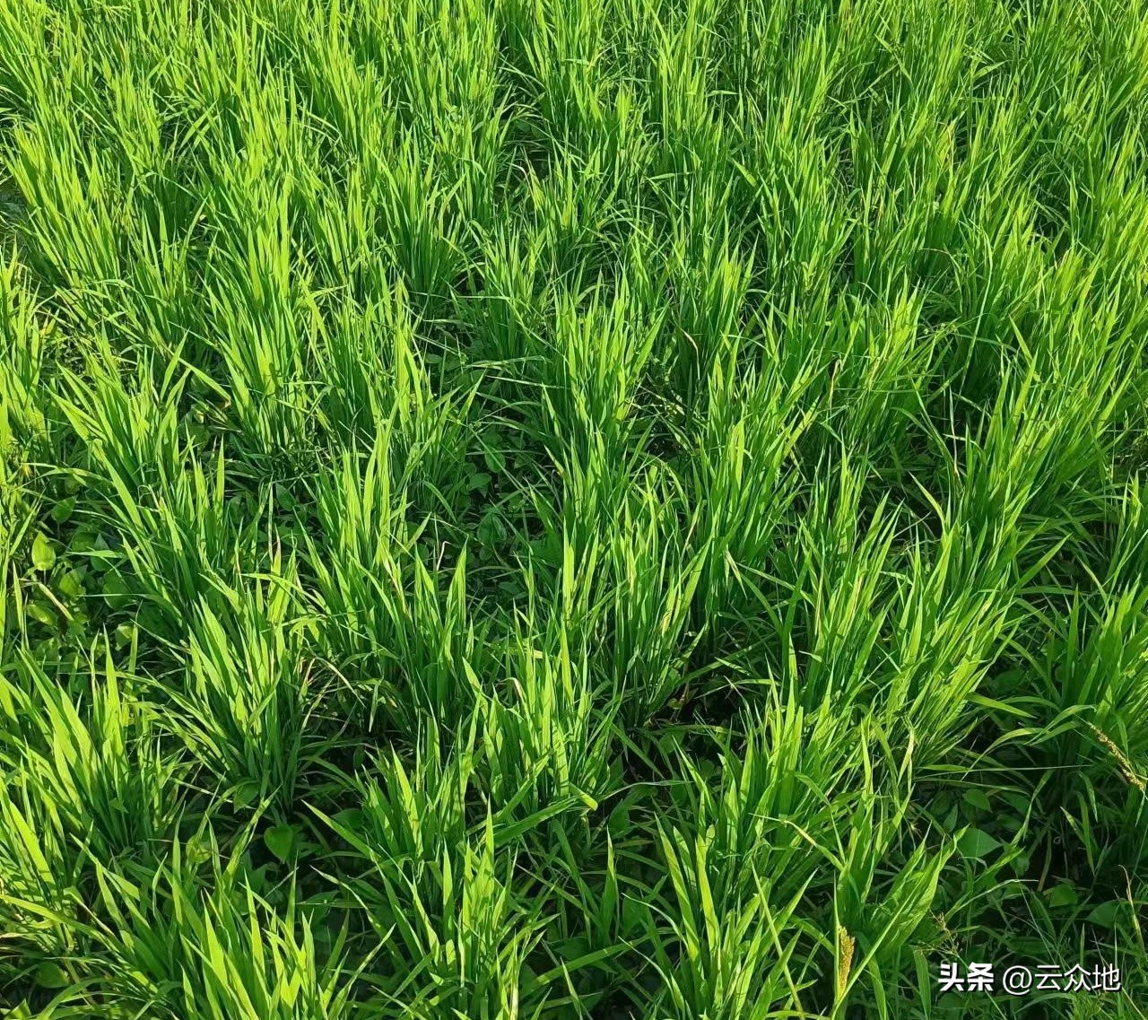 种植糯稻一亩成本与利润,红糯优一号稻种价格多少钱一斤