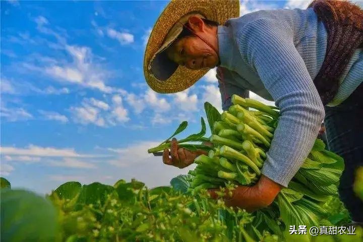 气温不断回升，蔬菜行情平稳运转，菜价整体偏弱