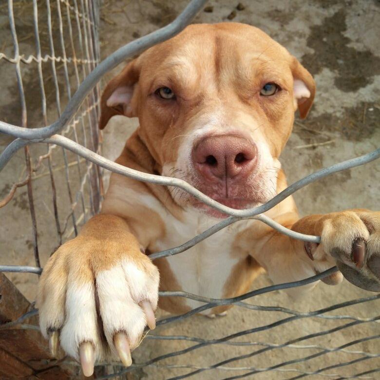 养公狗的5大好处你知道吗,养公狗的这些优势你知道吗