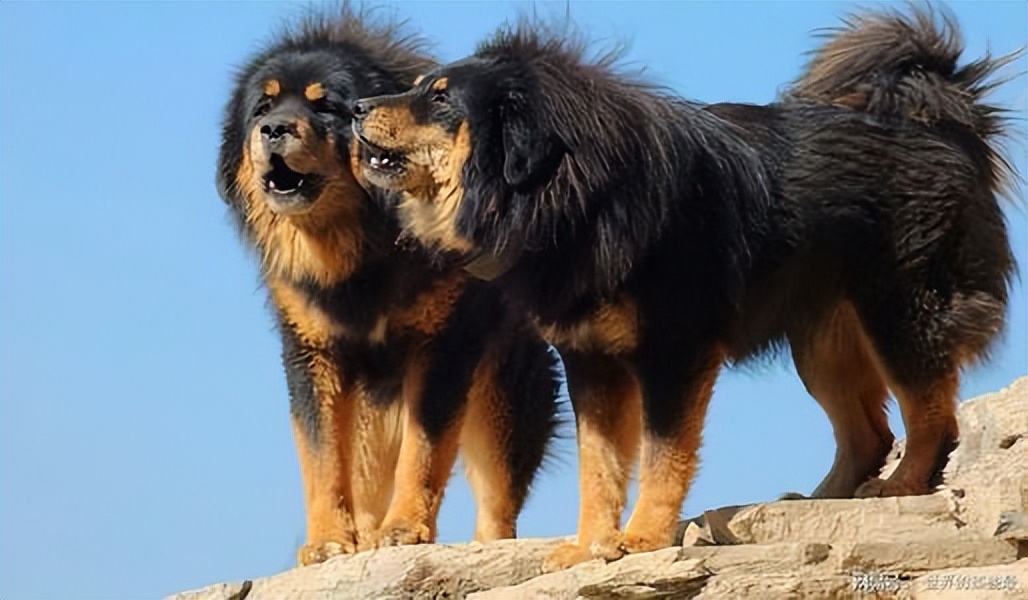 动物园全部被虎王咬死的故事,动物世界雄狮咬死鬣狗首领