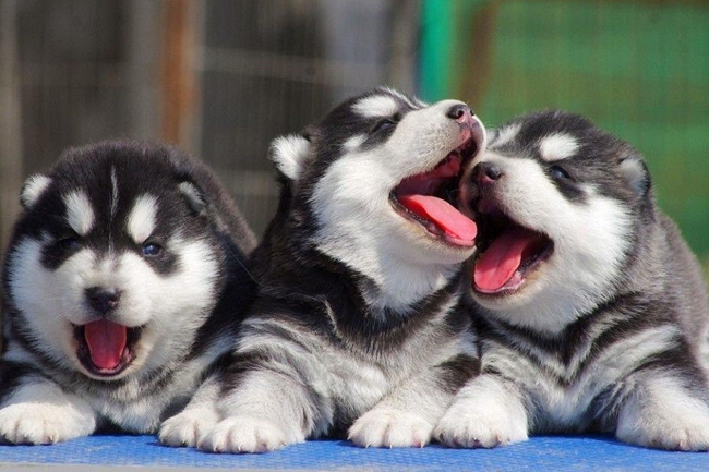 哈士奇牙龈出血怎么办？这种情况严重吗？有没有好的解决方法呢？