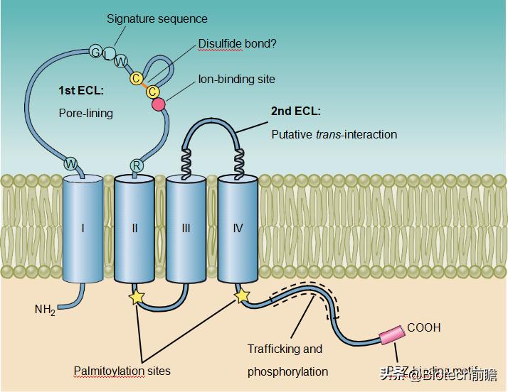 CLDN18.2ADC丨康诺亚与阿斯利康11.88亿美元BD