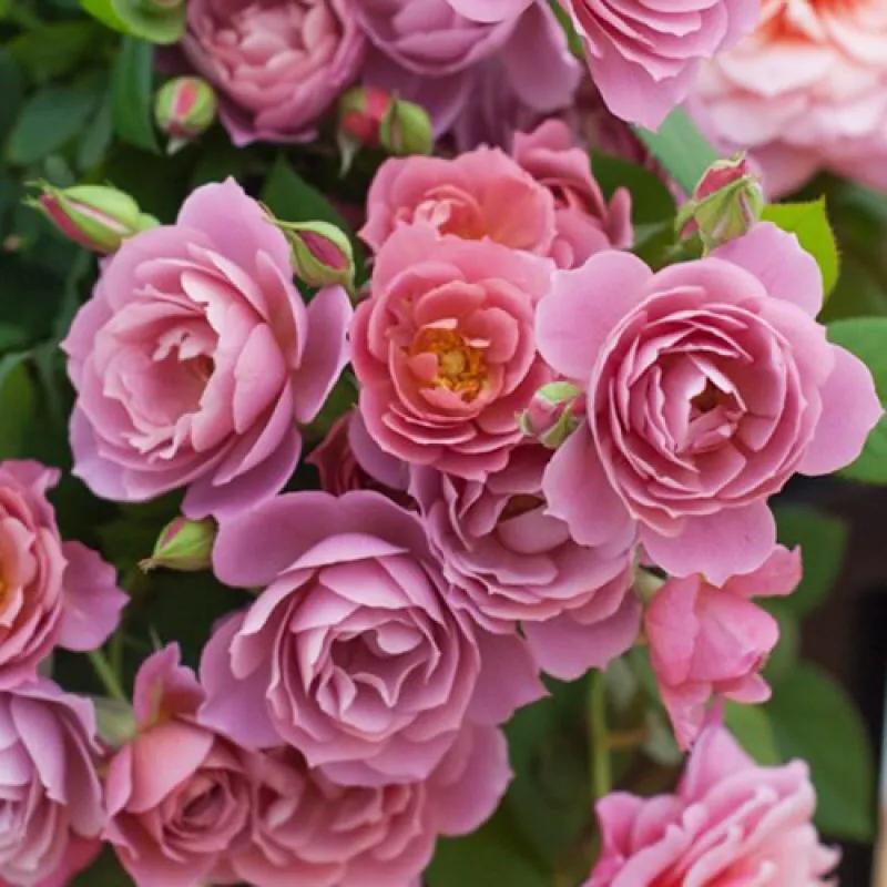 葵系列的月季,高贵浪漫的仙女月季