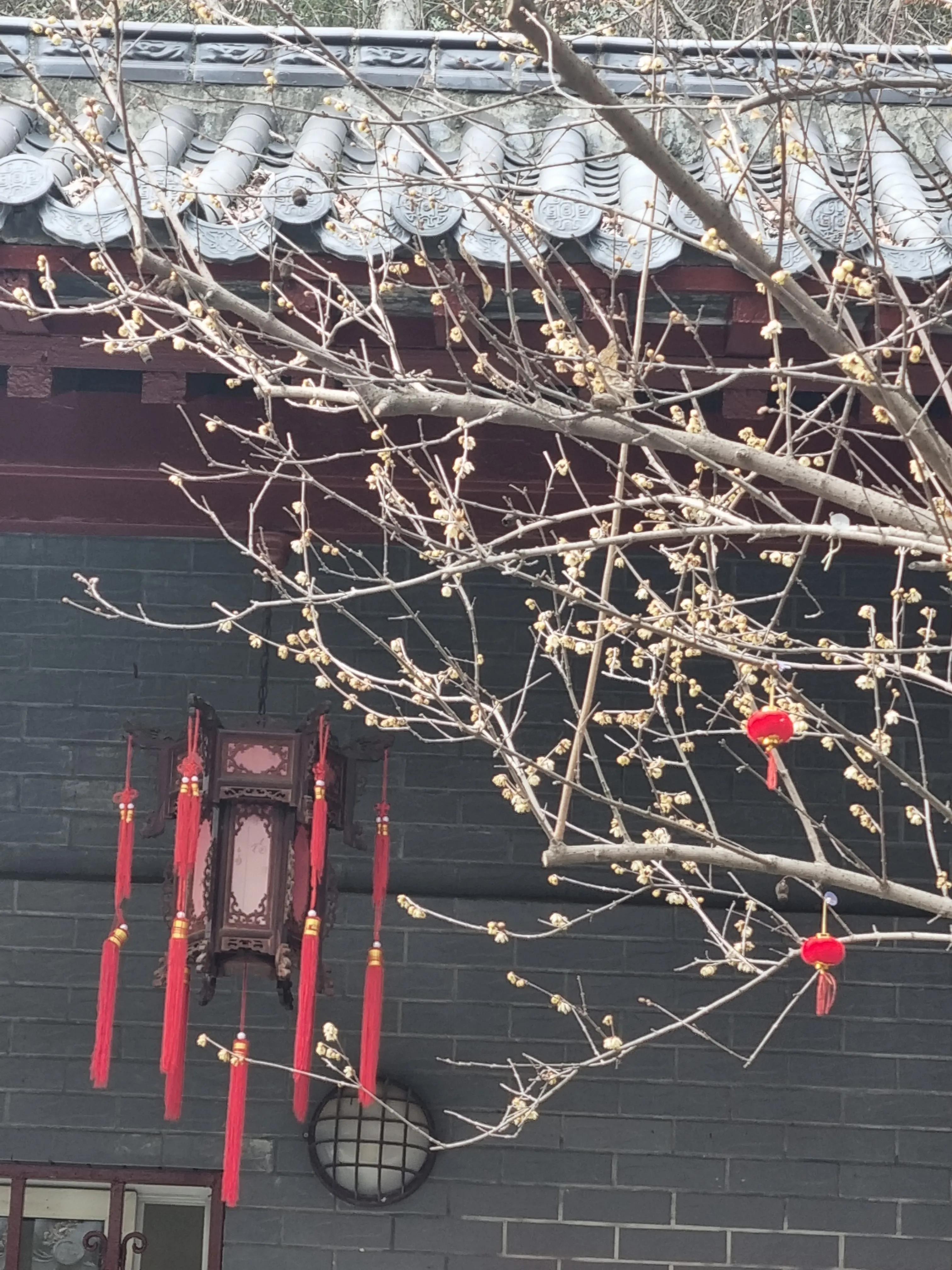 南京龙泉寺。寺里有一棵唐朝的腊梅树。