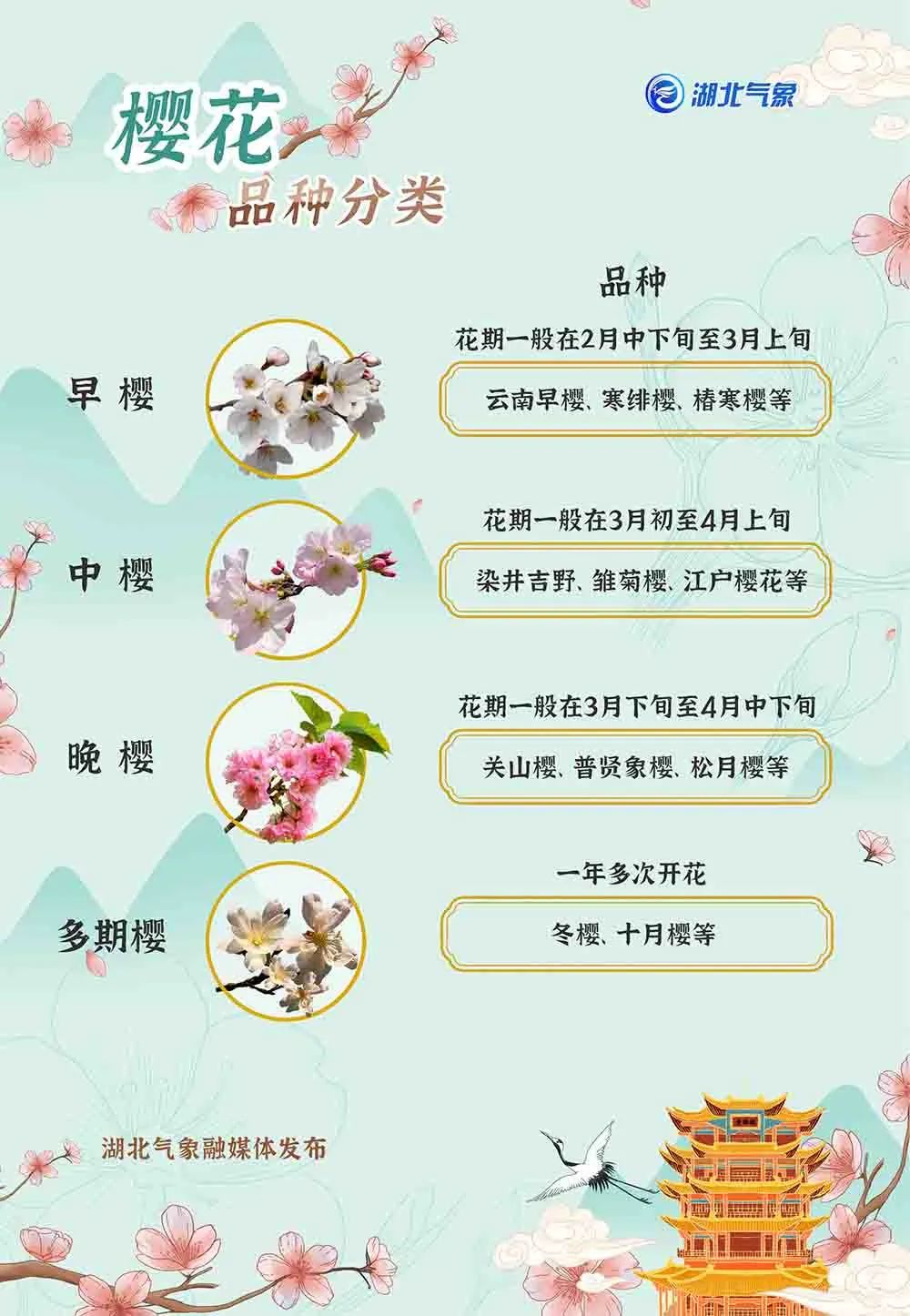 2023年武汉樱花花期,樱花武汉花期