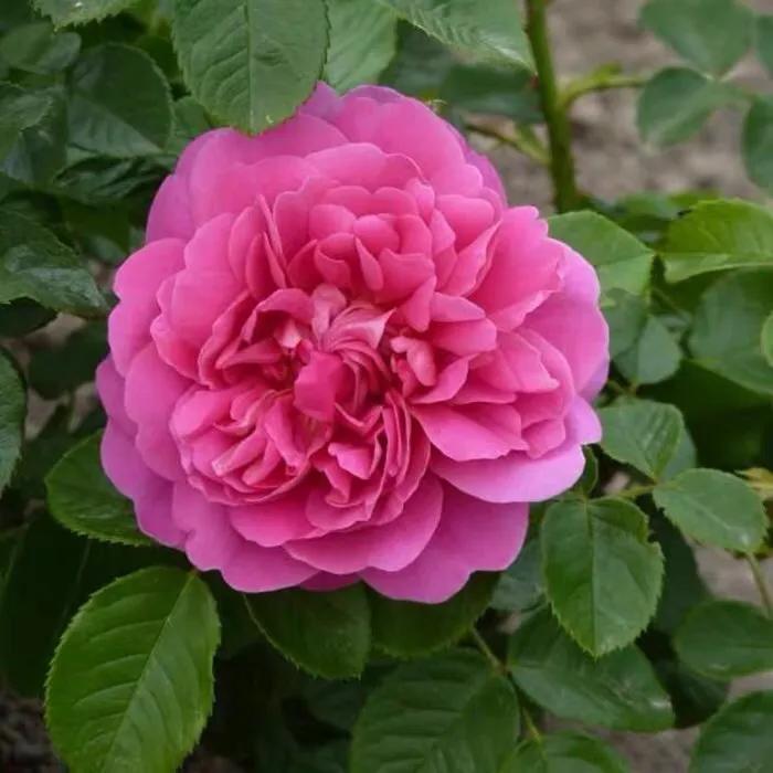 雅致公主月季,美人丽芙法式优雅月季