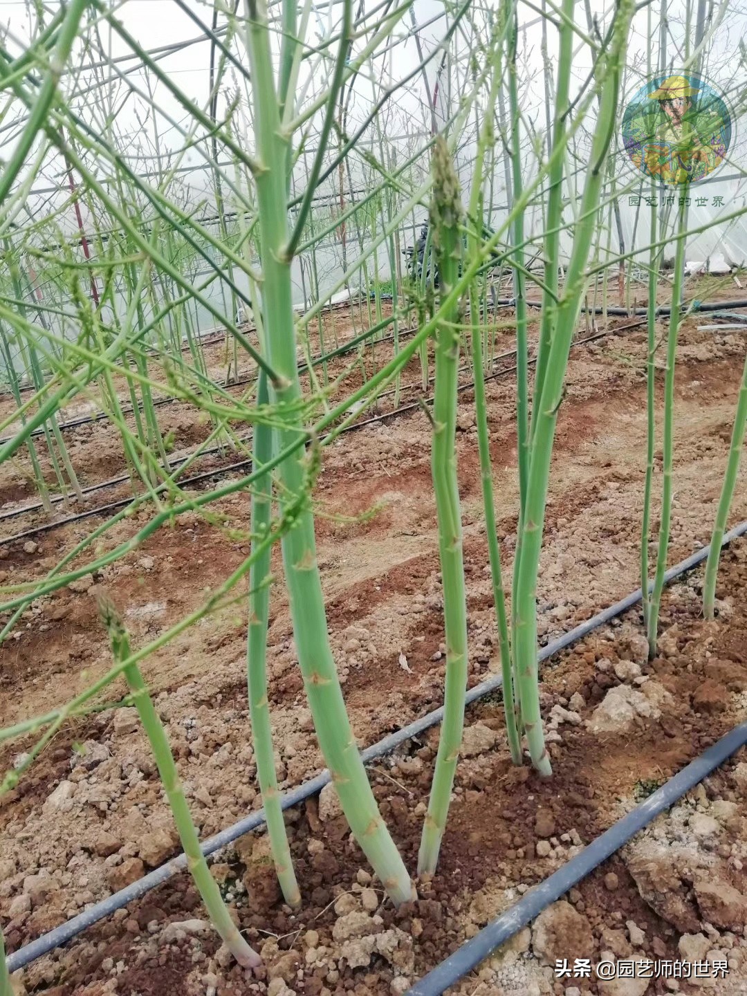 种植100万亩芦笋需育苗多少亩,带根芦笋怎么种植