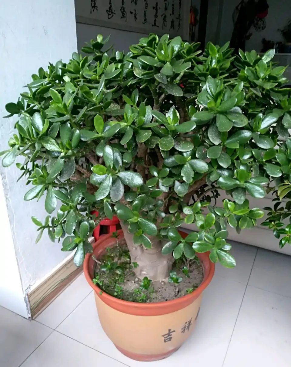 百花齐放春意浓群芳争艳,百花齐放喜迎新春