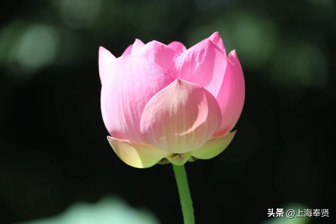 流“莲”忘返！来南桥这些地方邂逅夏天的浪漫→