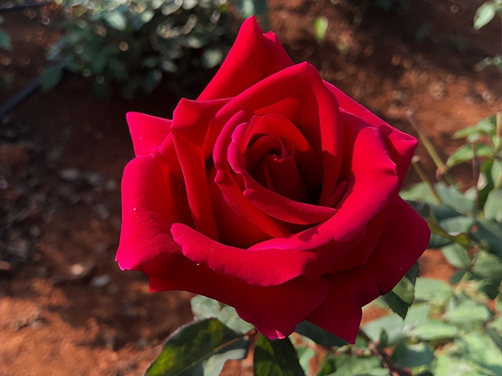 来自法国勃艮第的顶级葡萄酒,弥勒市东风庄园葡萄酒