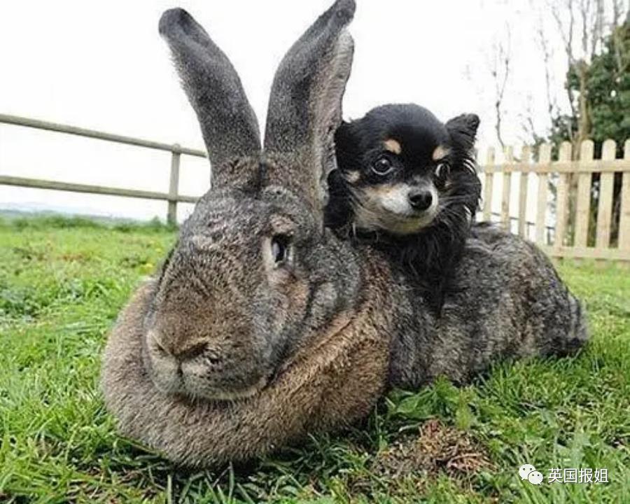 你知道世界上最大的兔子有多大吗,世界上最大的兔子吉尼斯纪录