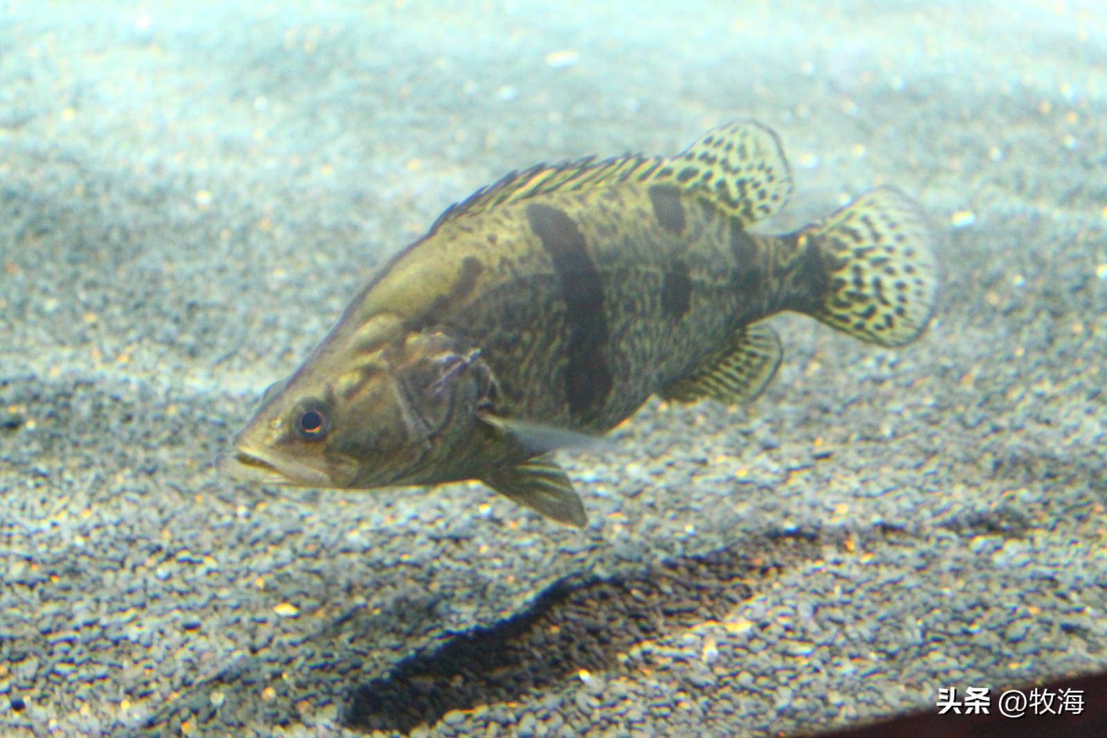 中国四大名鱼鲥鱼,长江里的淡水鱼什么最好吃