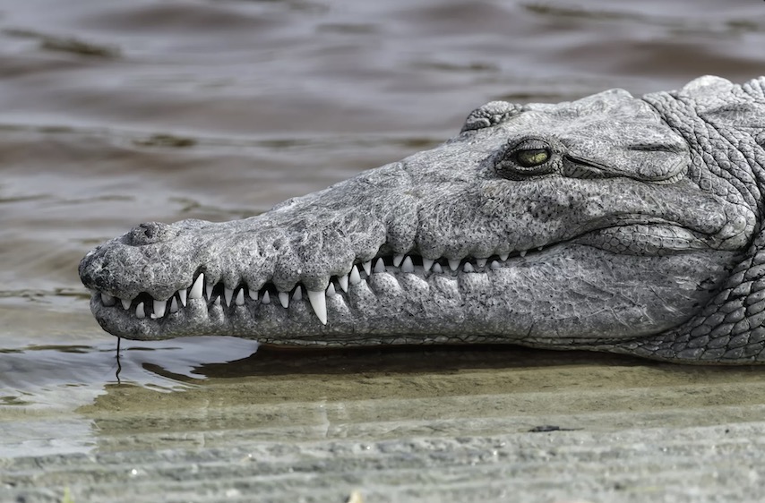 雌性鳄鱼单独繁殖,世界首例雌鳄鱼