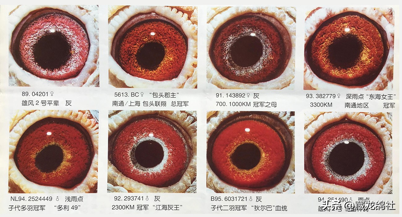 被两度禁赛的杰夫·冯莱尔袒露赛鸽的绝学