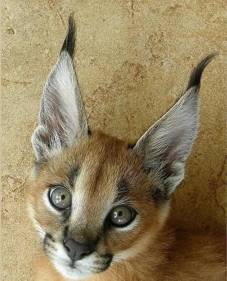 世界上最贵的猫咪,十种世界上最昂贵的猫咪