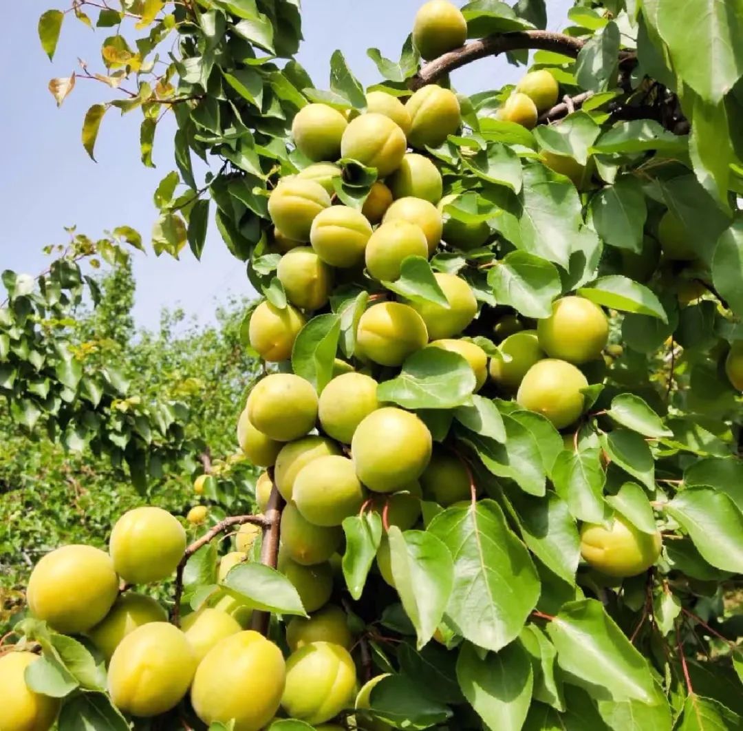 水果品质差卖不动！山西资深水果代办：这2点助你货卖全国