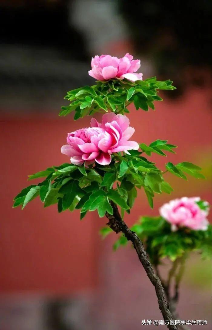 治疗卵巢囊肿的中药方剂大全,专治卵巢囊肿不孕的中草药大全