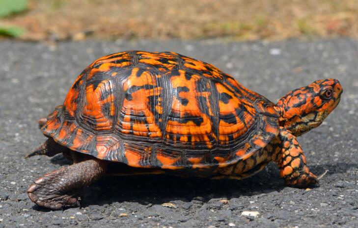 养北美鳄龟的龟友,箱龟种类图片大全