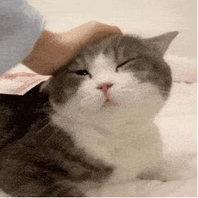 哪种猫咪最粘人最好养,最粘人的猫咪与最不粘人的猫咪