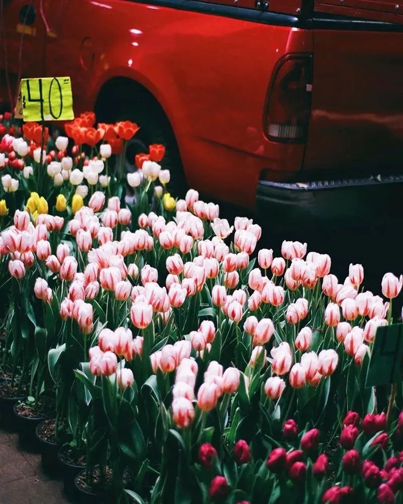 她拍的花，也太好看了